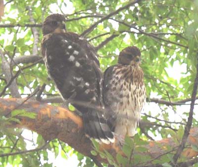 Fledglings